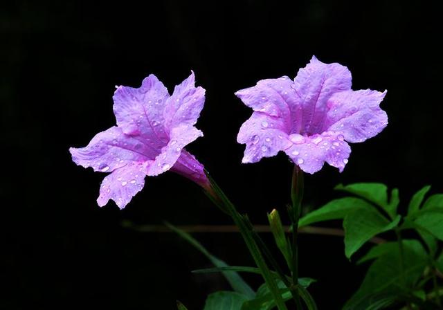 头条爆文《夫妻最好的相处：不是搭伙过日子，而是并肩闯人间》