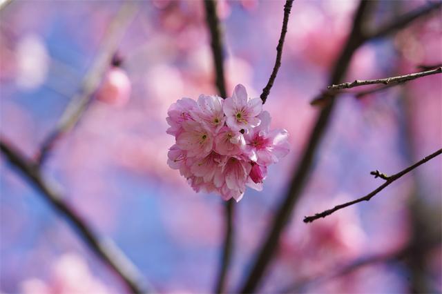赴富源之约，邂逅新春樱花韵
