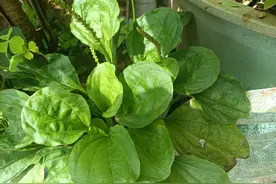 湿气是万病之源？老人叫它“祛湿草”，路边就有很多，却无人重视图片