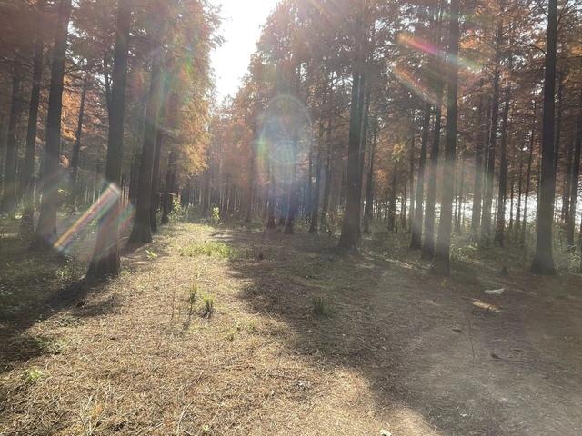 骑游来安半塔釜山水库池杉林生态园攻略