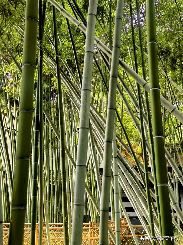 镇江三山一渡中，焦山是我的盘中菜，历史文化底蕴更为深厚