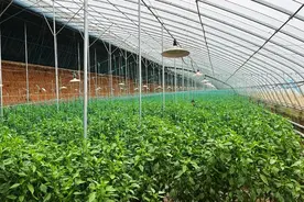 长子阳光农业园区：千亩大棚种出好“钱”景图片