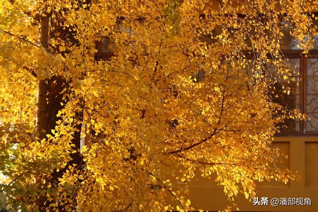苏州石壁永慧寺，冬日金灿灿的世界，这里的古银杏和寺庙完美组合