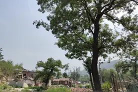 玻璃体混浊，很像玻璃上泼了许多水！迷茫、恐慌，今后将怎么办？图片