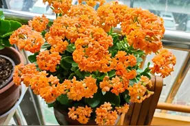 长寿花界的“扛把子”，不用怎么管，三季开花，“颜值”也高图片