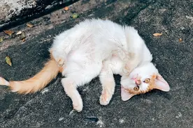 猫咪见到你就“躺下打滚”，是在给你这些暗示，别误会了！图片