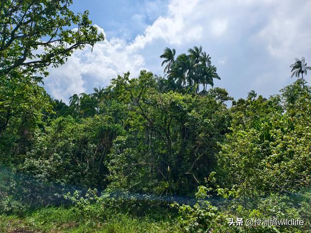 马来西亚(35)砂拉越州⑨峇哥国家公园徒步线路