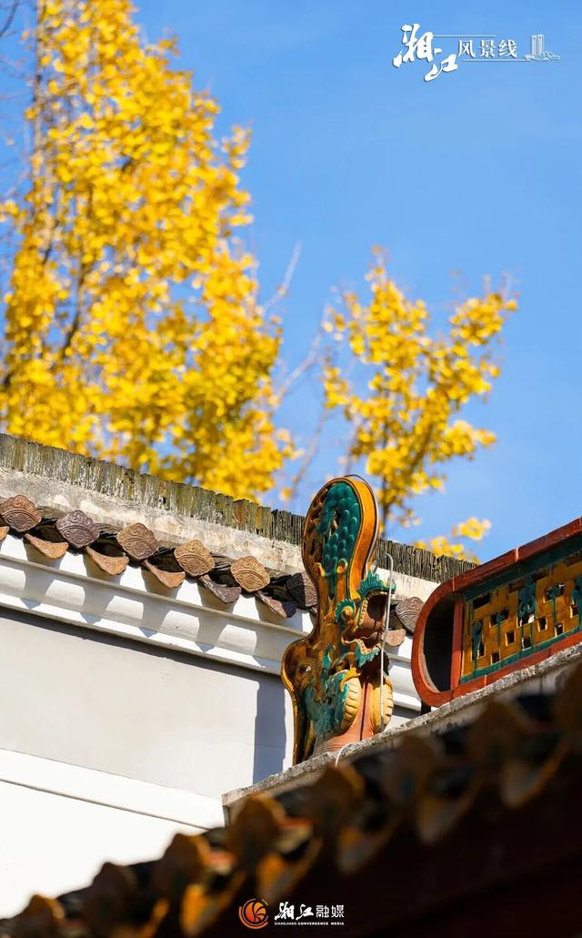 长沙银杏浓度即将达到100%！这波“小确杏”你要接住→