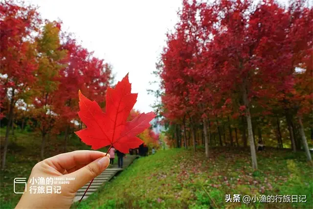 天晴啦！西安第一波红叶已上线！这片秘境小森林，又到一年最美时