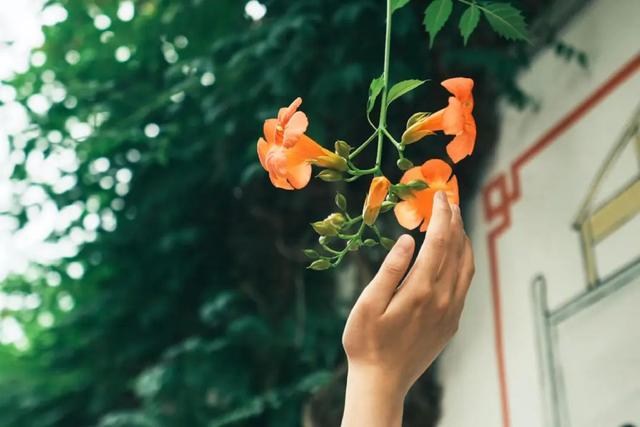 夏日限定凌霄花！带上这份指南来打卡