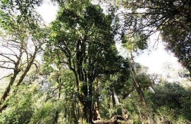 云南大山深处一村落：家家都住别墅，满山都是摇钱树收入不菲