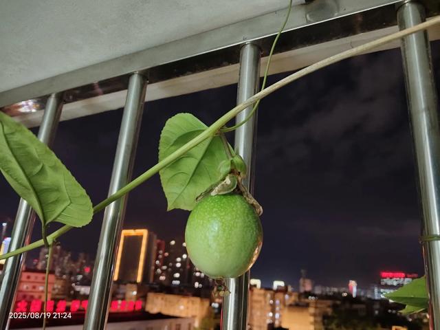百香果