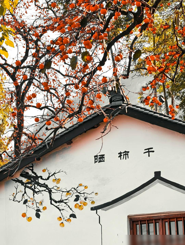 安徽一人家“老屋一棵柿子树”走红，真的很特别，飞趟徽州只为它