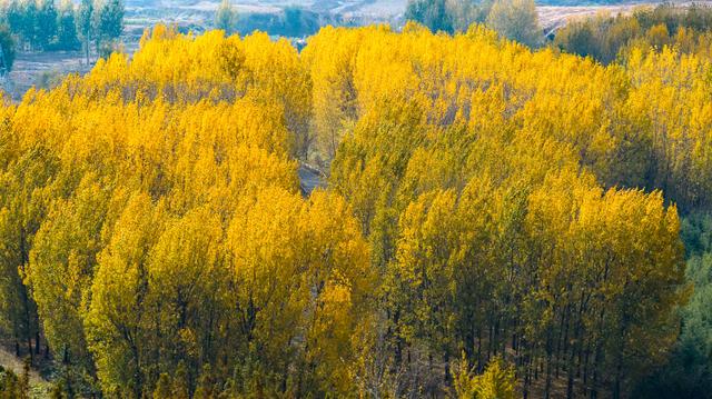 立冬悠游青岛西海岸新区灵山卫街道，乡野美得不像话，像画！