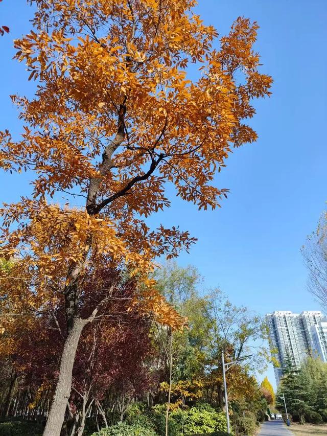 初冬味道！森林公园景色如诗如画，快来感受五彩缤纷的美丽画卷！