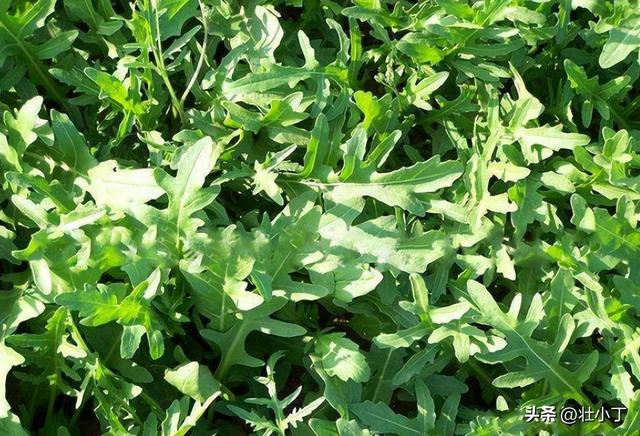 家里芝麻菜自由真这么简单？30天就能吃，三招教你实现西餐香料梦