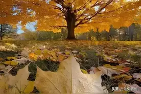 易读错多音字“角”、“塞”、“壳”、“血”、“薄”的读音规律图片