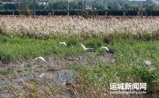 来，到运城“小橘子洲头”走走！