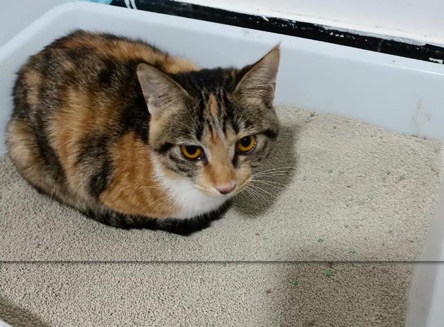 猫咪突然爱睡这“3”个地方，是“灾祸”的预兆！主人要小心了！