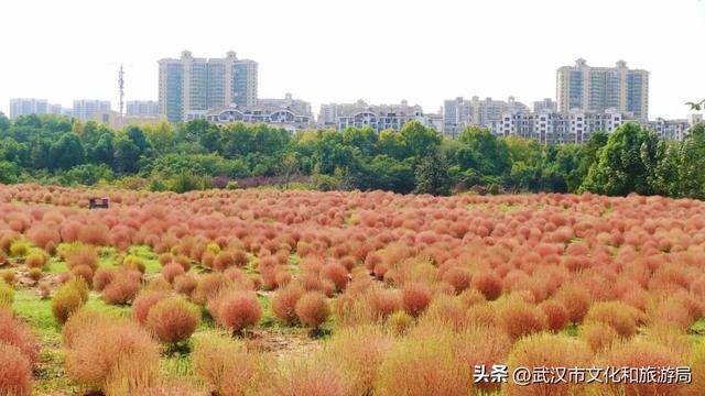 “红色地肤海”进度90%，错过再等1年！