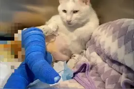猫咪骨折住院打石膏，虽然很惨但…是个烧猫，网友：笑发财了！图片