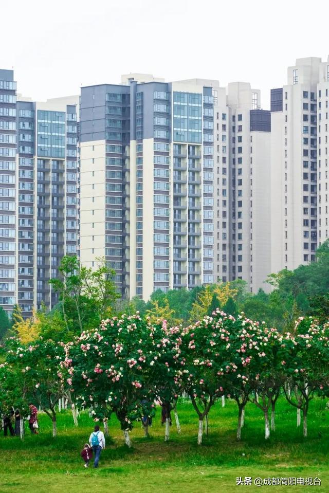 【图说·简阳】芙蓉映城郭：一城秋韵一城花