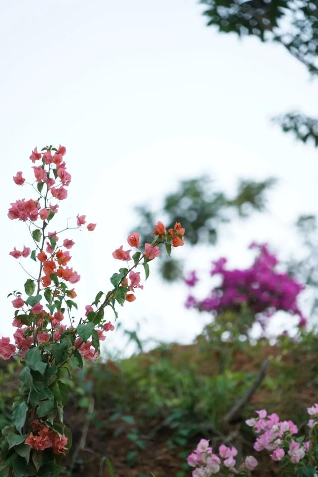 走！怀集人遛娃散步就去这...