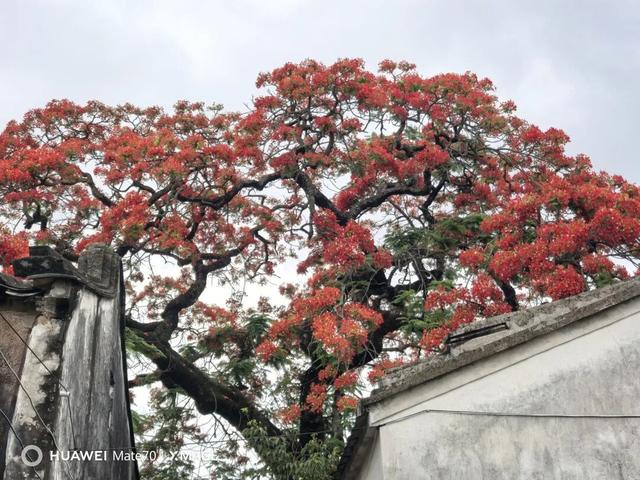 凤凰花开，一半热烈，一半温柔