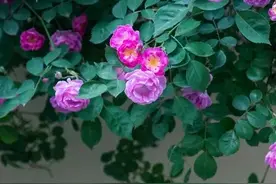 40岁以上网名昵称，中年微信昵称，个性签名文案，拿去用吧！图片