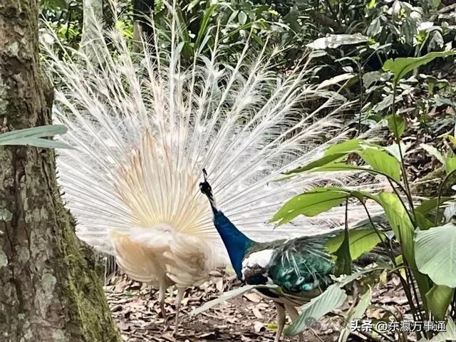 华媒走进西双版纳原始森林公园：看孔雀飞舞 访爱伲山寨 探原始森林