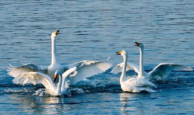 没有保持苹果肌扁平的义务，威海这个“雪窝子”太好玩了！