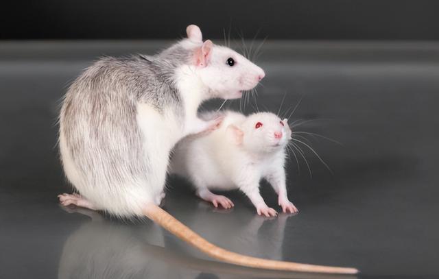 中国空间站迎首批小鼠宇航员，成果突破太空哺乳动物饲养关键技术