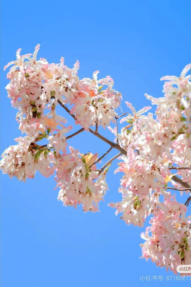 美疯了！高铁直达“四川小三亚”，花海开爆！草莓按盆吃，烧烤香迷糊！