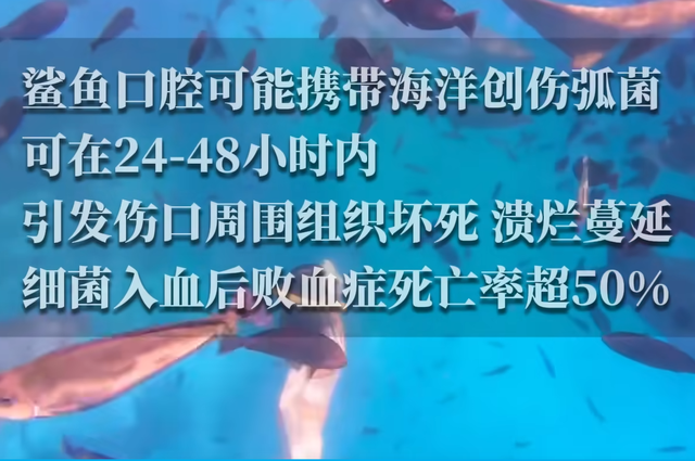 惊险！女子生理期潜水被鲨鱼咬伤，专家：血腥味有刺激