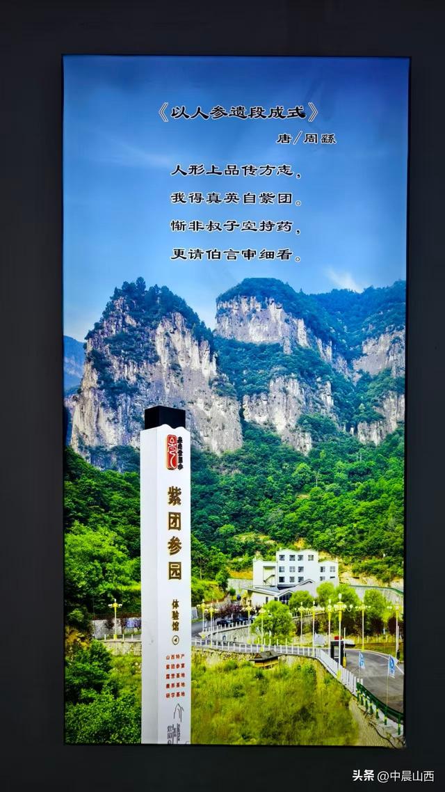 山西壶关紫团参舌尖与身心的双重盛宴