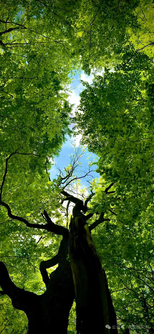 手机壁纸|春意盎然