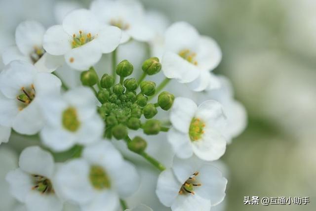 用佳能微距镜头拍出精美“花卉微距写真”的秘诀!