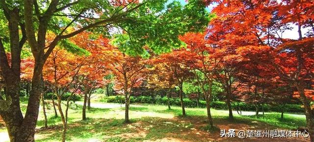 不限次入园！楚雄一景区门票年卡、优惠卡正在办理🤩