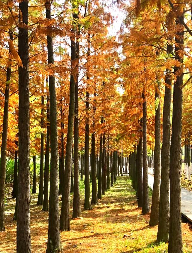 秋色斑斓美如画