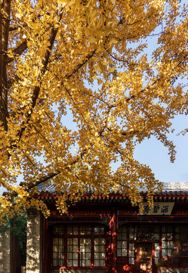 现在，香山“秋日皮肤”已加载85%！来查收