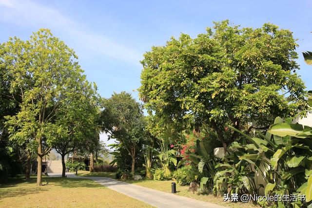 稻浪浸温汤，古村藏清欢
