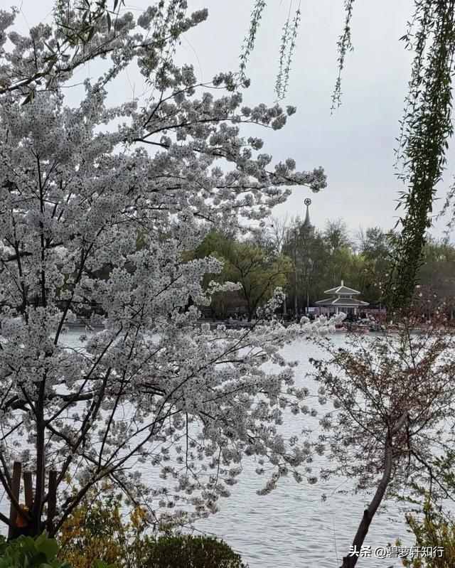 北京玉渊潭,赏樱正当时