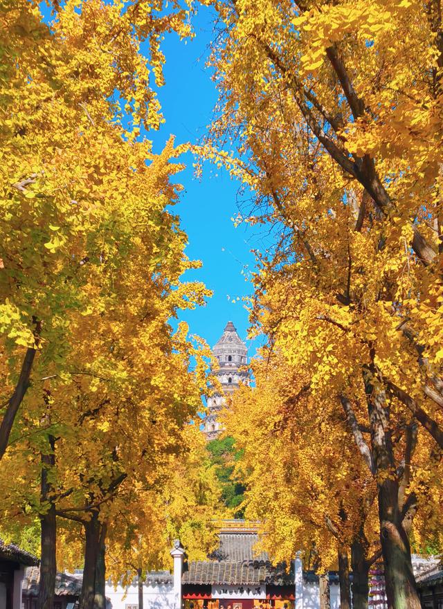 银杏鎏金，满城秋意关不住