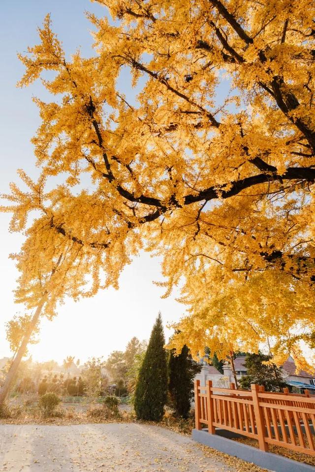 快来如皋打卡，错过就要等一年了🤩🤩🤩