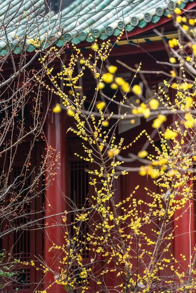 冬游看花，崇州寻梅攻略来啦！