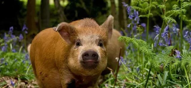 属相猪：石破天惊大翻身，机会就在眼前！