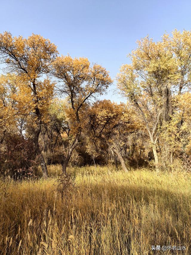 2025环南疆沙漠铁路背包自由行日记(4)——游览泽普金湖杨景区