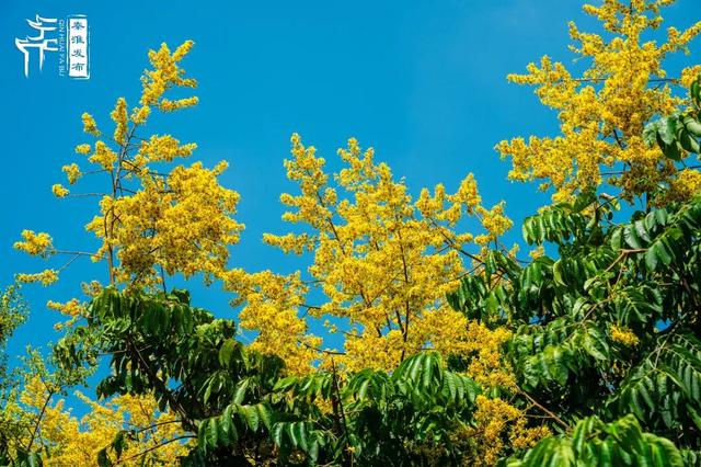 花样秦淮｜栾花绽放金秋至