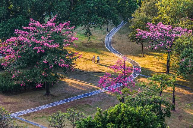 粉色异木棉盛放中！佛山五区这些观赏点，再不去就晚了