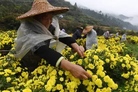 九九重阳节：菊花与茱萸的传统文化之旅图片